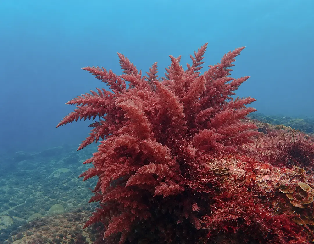 A bush of red seaweed growing on a rocky seabed in clear blue water.